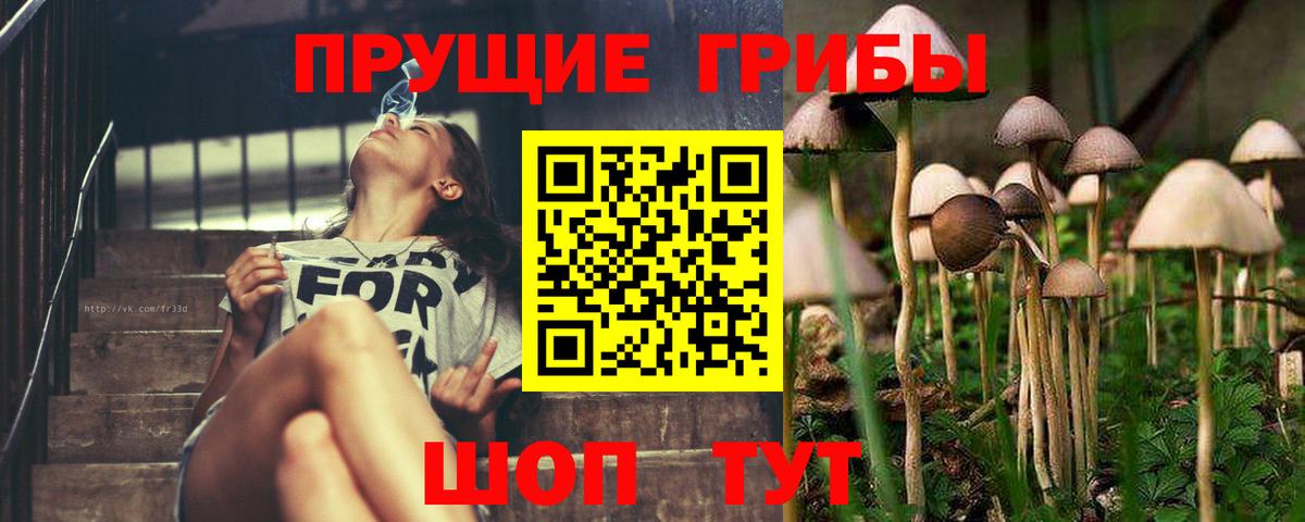 дарнет шоп  Псилоцибиновые грибы Cubensis  Вход с VPN  Новоалександровск 